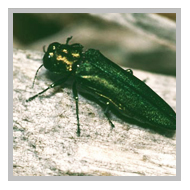 image of an Emerald Ash Borer Beetle