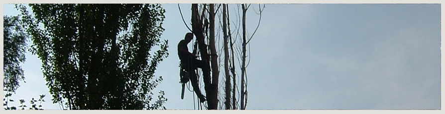 image of an Enviro Tree Care crew in a tree